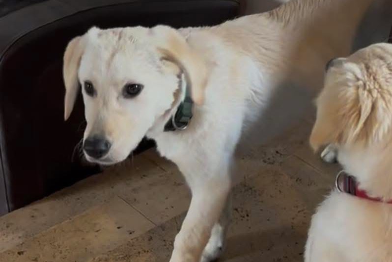 Vermisstmeldung Hund rassenmischung Männliche , 1 jahre Ambleny Frankreich