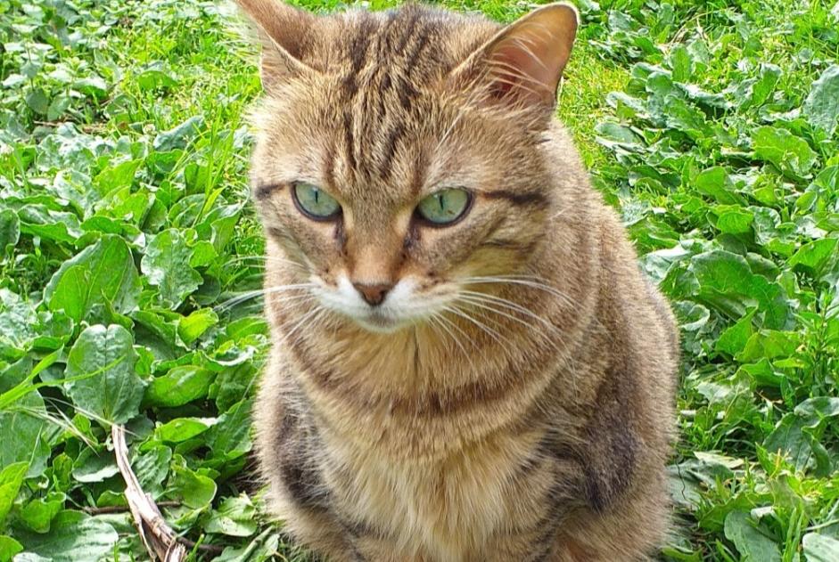 Vermisstmeldung Katze Weiblich , 8 jahre Estrées Frankreich