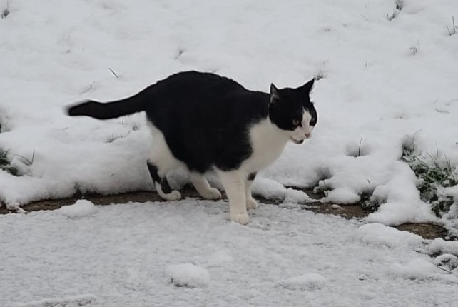 Vermisstmeldung Katze Männliche , 12 jahre Essises Frankreich