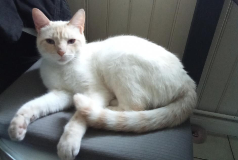 Vermisstmeldung Katze rassenmischung Männliche , 3 jahre Saint-Quentin Frankreich