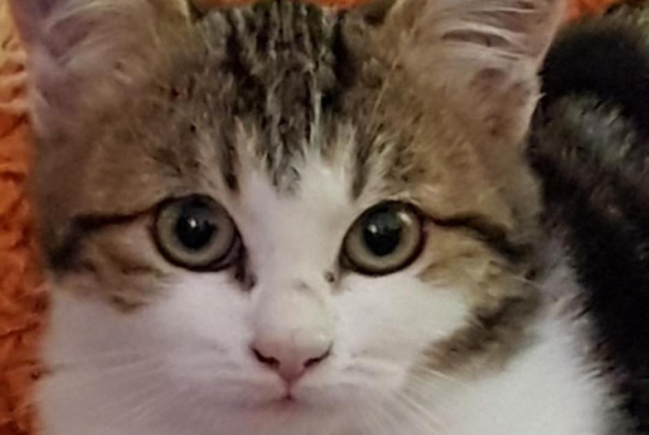 Disappearance alert Cat miscegenation Female , 4 years Lesdins France