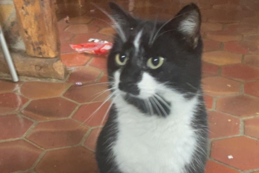 Disappearance alert Cat Male , 4 years Essômes-sur-Marne France
