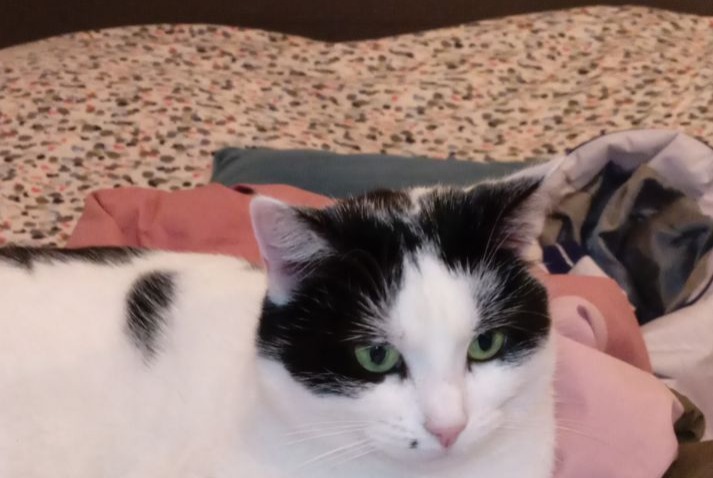 Disappearance alert Cat  Female , 3 years Château-Thierry France