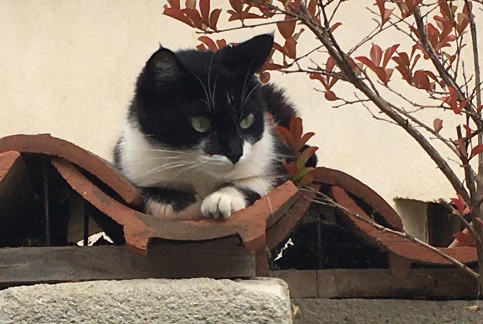 Disappearance alert Cat Female , 5 years Montmeyran France
