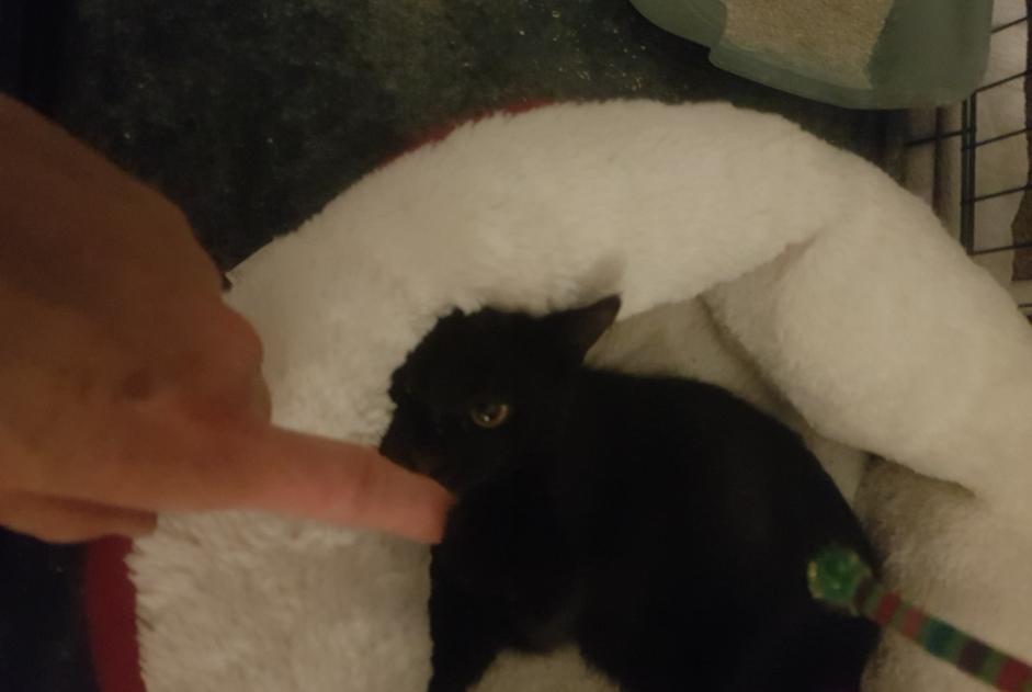 Alerta de Desaparición Gato cruce Hembra , 0 años Villers-Agron-Aiguizy Francia