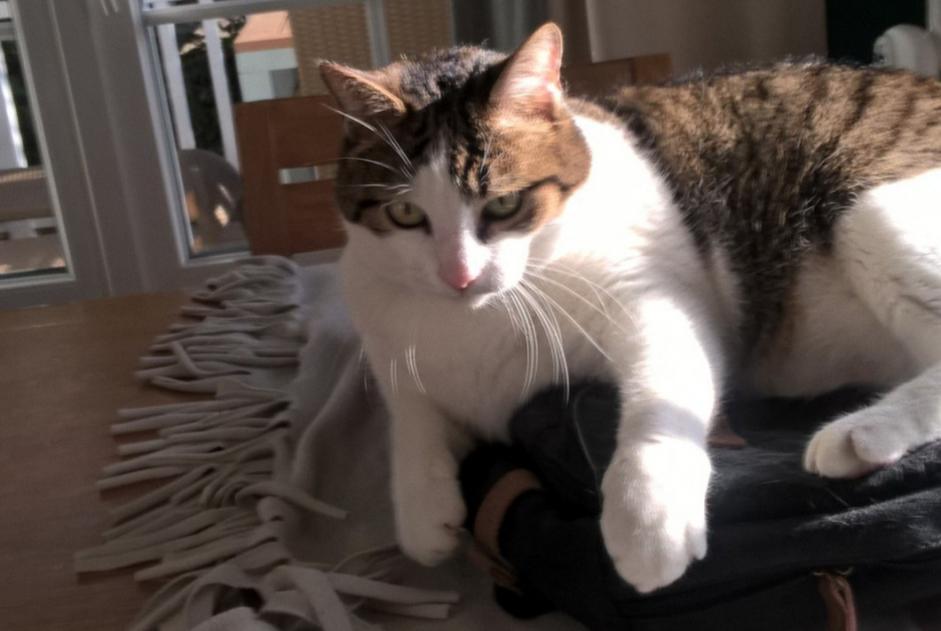 Alerta de Desaparición Gato Macho , 16 años Chamouille Francia Alerta de Desaparición Gato Macho , 16 años Chamouille Francia