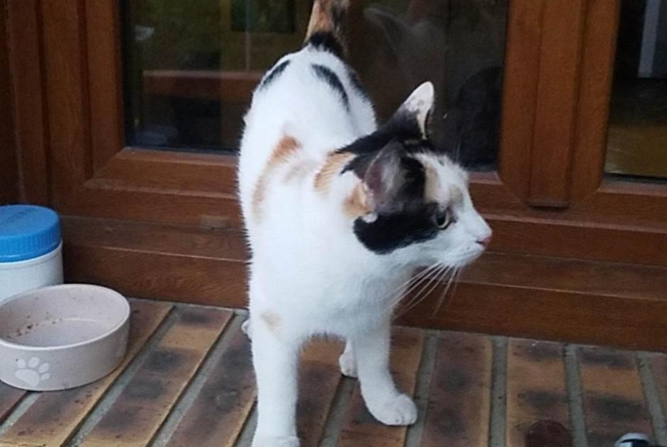 Alerte Découverte Chat Femelle Terny-Sorny France
