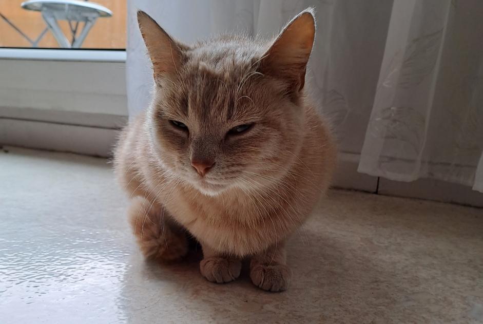 Alerte Découverte Chat  Femelle Saint-Quentin France