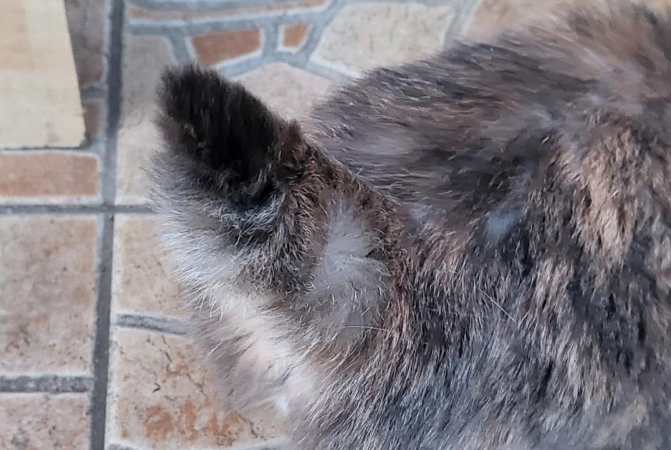 Alerte Découverte Chat Femelle Saint-Quentin France
