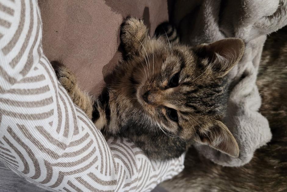 Alerte Découverte Chat Inconnu Verneuil-sous-Coucy France Alerte Découverte Chat Inconnu Verneuil-sous-Coucy France