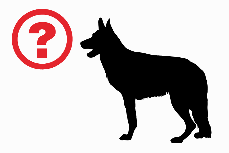 Alerte Découverte Chien Femelle Presles-et-Thierny France