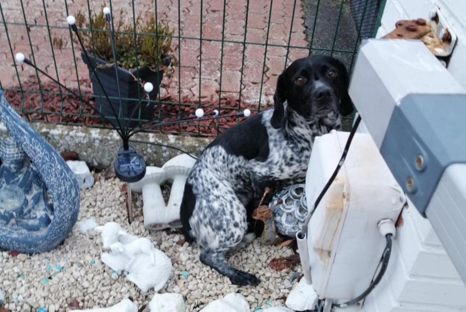 Avviso Ritrovamento Cane incrocio di razze Maschio Homblières Francia