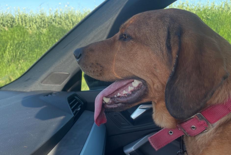 Avviso Ritrovamento Cane Femmina Vendeuil Francia Avviso Ritrovamento Cane Femmina Vendeuil Francia